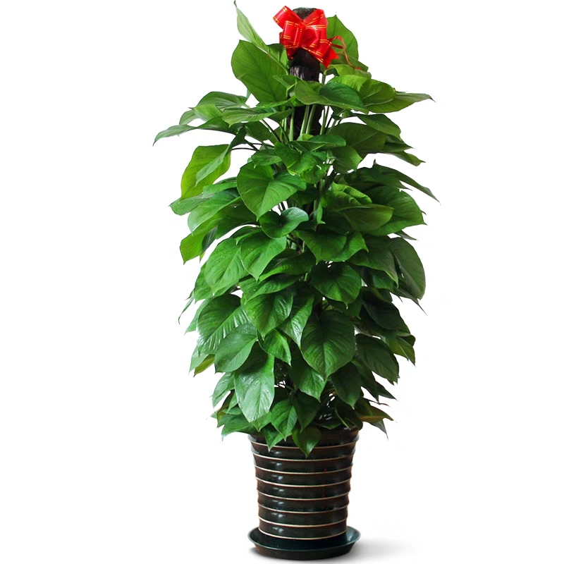 禾本綠植規格:0.5——2.5米由實地空間來設計擺放